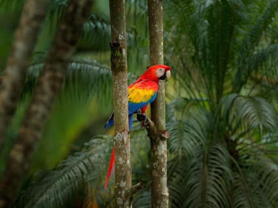 Imagen de un guacamayo en un árbol durante uno de los mejores momentos para visitar Costa Rica