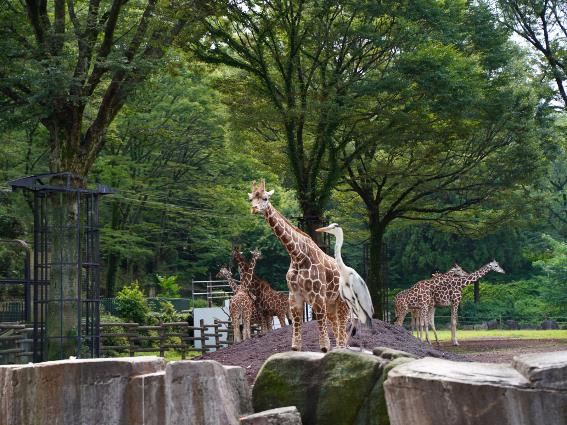 Jirafas y aves en el Zoológico Nacional de Japón, uno de los mejores zoológicos del mundo