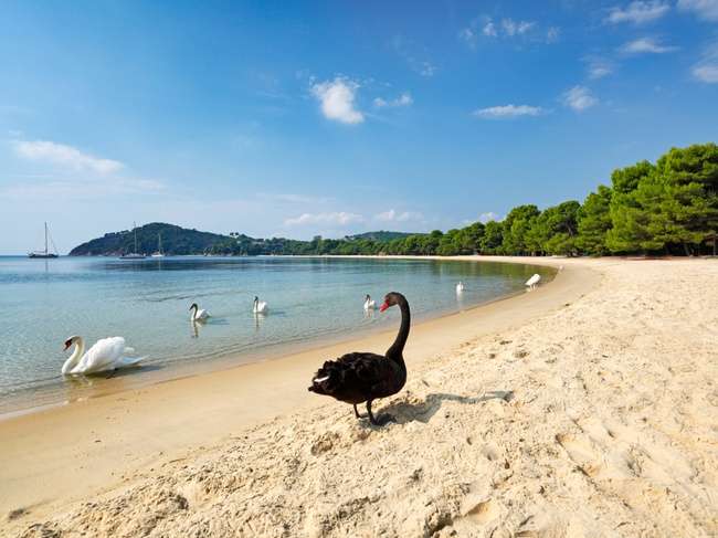 Koukounaries, playa de Skiathos, una de las mejores de Grecia, fotografiada con un cisne en la arena