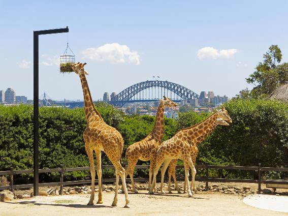 Las jirafas comen hierba en el zoológico de Tronga en Sydney, uno de los mejores zoológicos del mundo