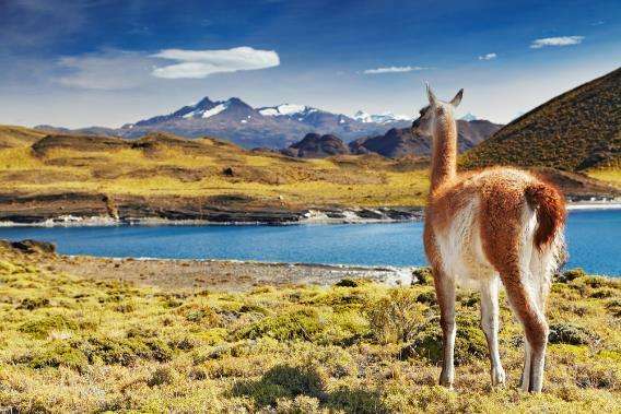 Llama fotografiada durante el momento menos ocupado para visitar la Patagonia mientras se encuentra en la ladera marrón