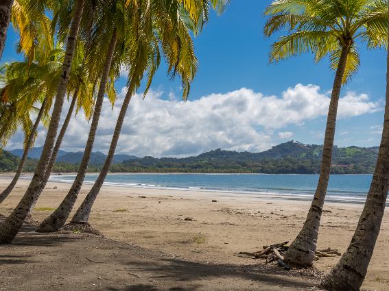 Palmeras inclinadas hacia la tranquila playa de Samara, una de las mejores playas de Costa Rica, fotografiadas durante un día brillante y nublado
