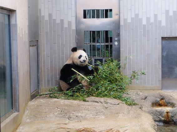 Panda gigante en el zoológico de Toronto, uno de los mejores del mundo