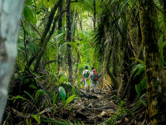 Parque Nacional Corcovado, un lugar de visita obligada en Costa Rica, con excursionistas fotografiados bajo los árboles