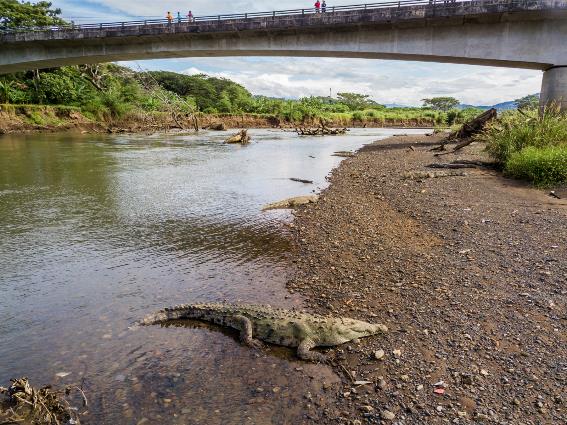 Río Tárcoles junto al puente de cocodrilos, uno de los mejores lugares para visitar en Costa Rica