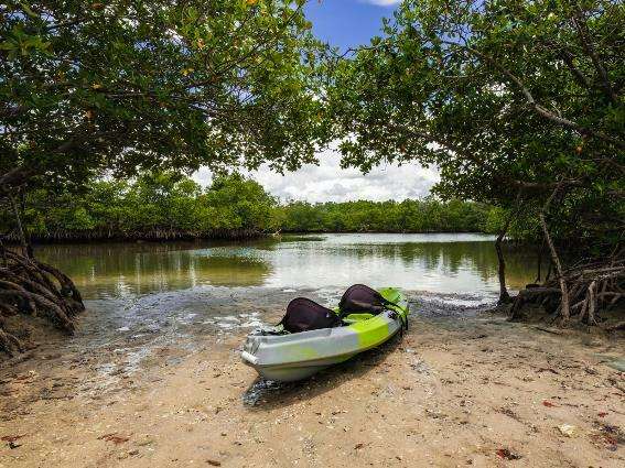 Vista al mediodía de un manglar en una de las mejores cosas que hacer en Miami, el Parque Estatal del Río Oleta