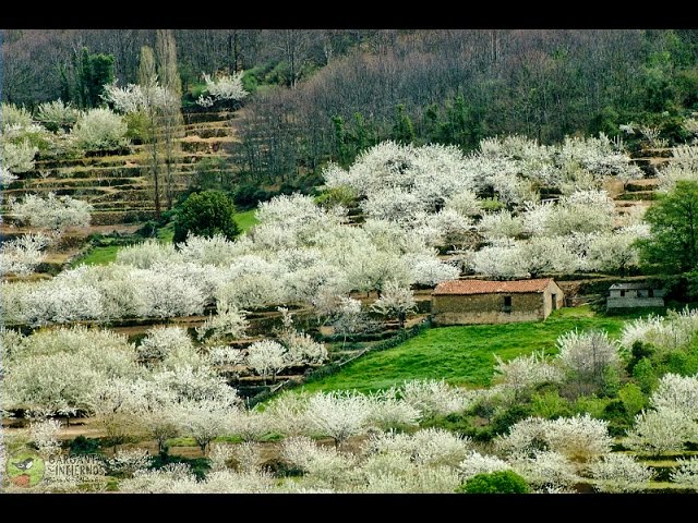 Explorando el Valle del Jerte: Disfruta de la Belleza de los Cerezos en Flor