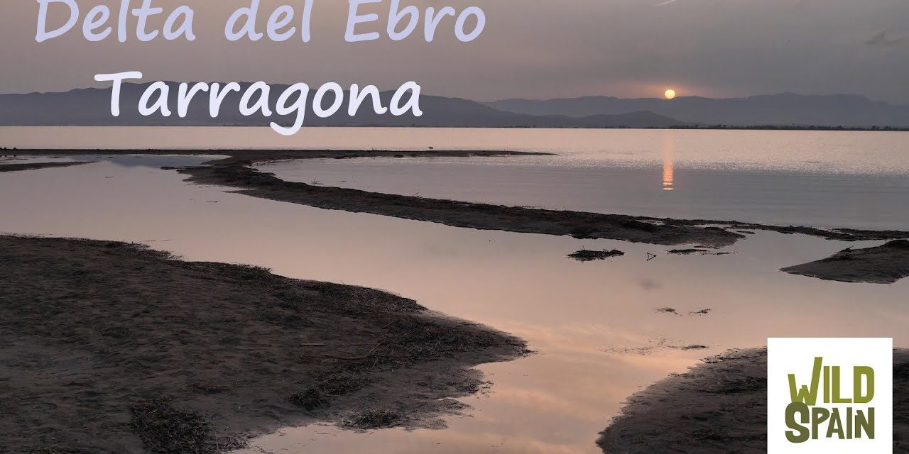 Descubriendo el Delta del Ebro: Un Paisaje Único en España – ¡Explora este Paraíso Natural!