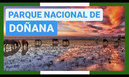 Descubre Lo Que Debes Saber Antes de Visitar el Parque Nacional de Doñana